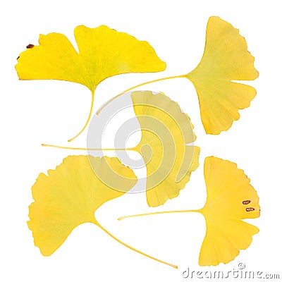 Ginkgo biloba leaves Stock Photo