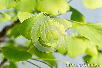 Ginkgo Biloba leaves Stock Photo