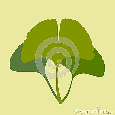 Ginkgo biloba leaves Vector Illustration