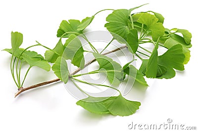 Ginkgo biloba leaves Stock Photo