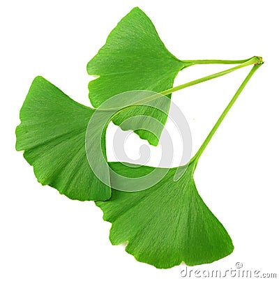 Ginkgo biloba leaves isolated on white background. top view Stock Photo