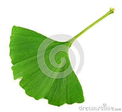 Ginkgo biloba leaves isolated on white background. top view Stock Photo