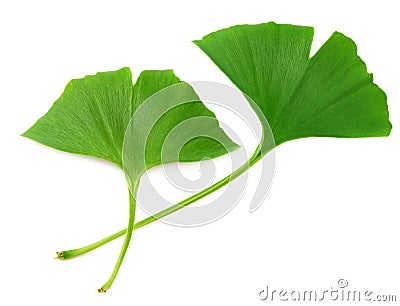 Ginkgo biloba leaves isolated on white background. top view Stock Photo