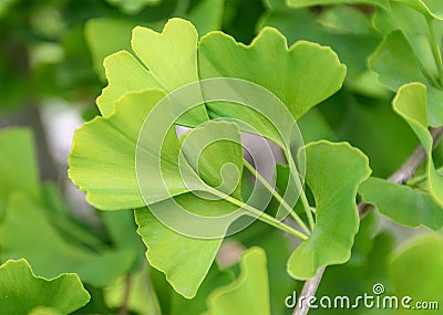 Ginkgo biloba leaves Stock Photo