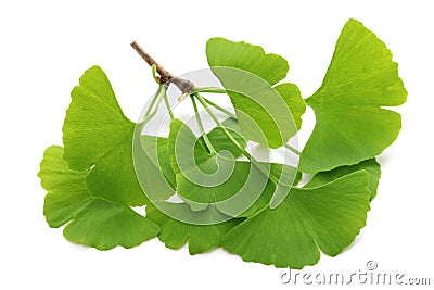 Ginkgo biloba leaves Stock Photo