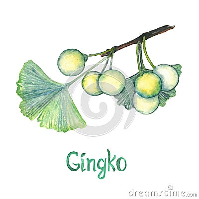 Ginkgo Ginkgo biloba or maidenhair tree leaf and seed, hand painted watercolor illustration isolated Cartoon Illustration