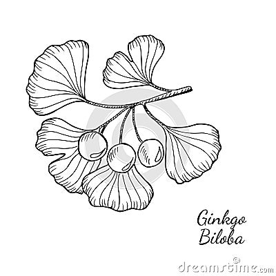 Ginkgo Biloba 2 Vector Illustration