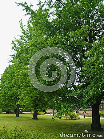 The Ginkgo biloba tree, with beautiful green leaves, is located on the grassy ground near the water source in the countryside Stock Photo