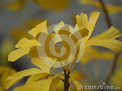 Ginkgo biloba tree branch. Autumn in the forest. Golden yellow tree leaves on blurred background. Stock Photo