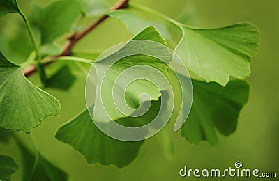 Ginkgo Biloba Stock Photo