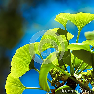 Ginkgo biloba tree Stock Photo