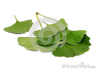 Ginkgo biloba tree leaves Stock Photo
