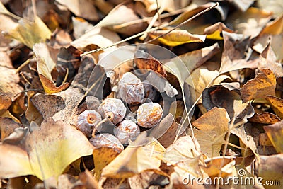 Ginkgo fruit in ginkgo leaves Stock Photo