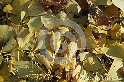 Ginkgo golden leaves on a grey color ground Stock Photo