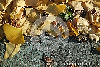 Ginkgo golden leaves on a grey color ground Stock Photo