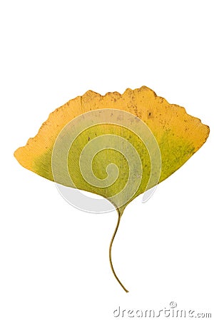 Ginkgo leaf Stock Photo