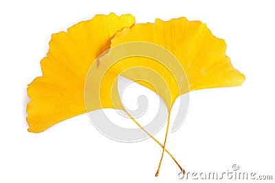 Ginkgo leaf Stock Photo