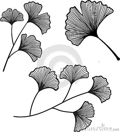 Set of hand drawn Genkgo leaves symbol of hope, strength, and resilience Vector Illustration