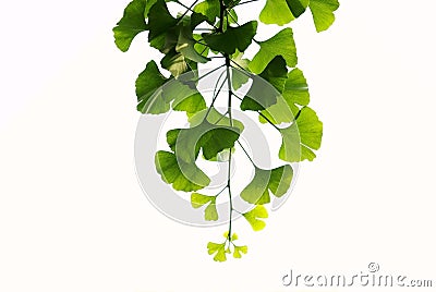 Ginkgo leaves Stock Photo