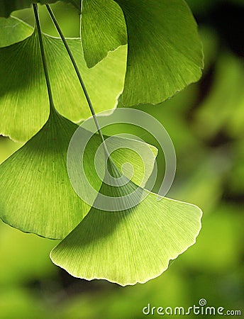 Ginkgo leaves Stock Photo