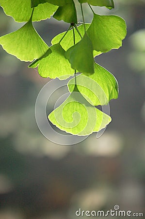 Ginkgo leaves Stock Photo