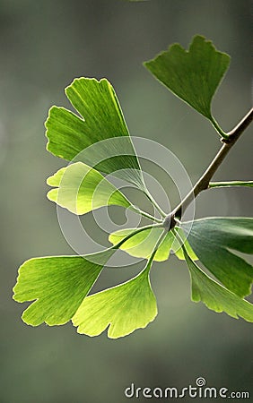 Ginkgo leaves Stock Photo