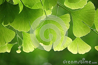 Ginkgo leaves Stock Photo