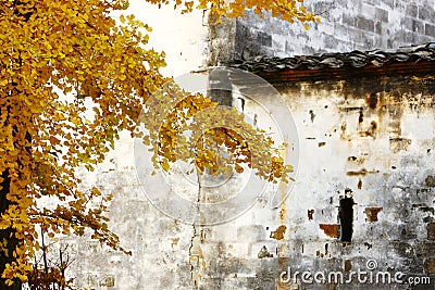 Ginkgo leaves in village,China Stock Photo