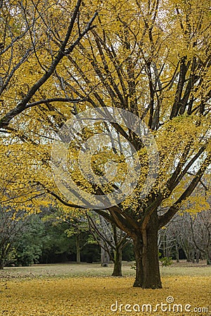 Ginkgo's Golden Embrace: A Moment of Autumn Brilliance Stock Photo