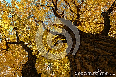 Ginkgo tree on blue sky, Yellow leaves on canopy Stock Photo