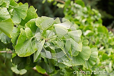 Ginkgo tree branch with green wet leaves after rain, herbal therapy alternative medicine homeopathy Stock Photo