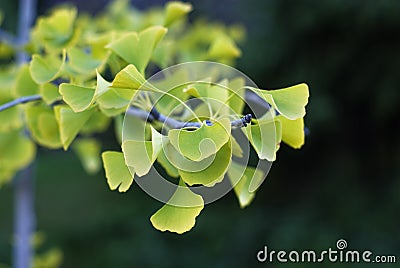 Ginko biloba tree leaves Stock Photo