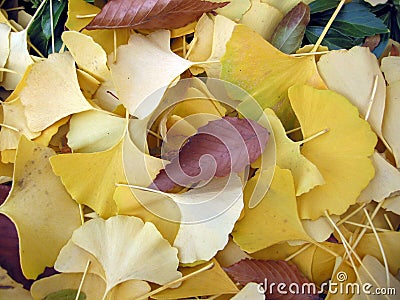 Ginko leaves Stock Photo