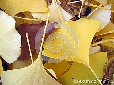 Ginko leaves closeup Stock Photo