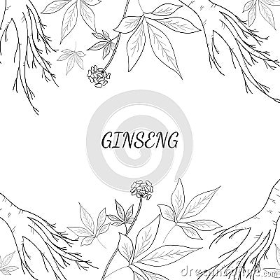 Ginseng background 1 Vector Illustration