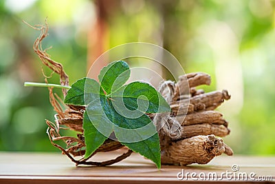 Ginseng and Eleutherococcus trifoliatus green leaf on nature background Stock Photo