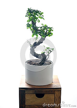 Ginseng ficus bonsai plant isolated on table Stock Photo
