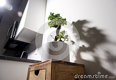 Ginseng ficus bonsai plant in white pot in kitchen Stock Photo