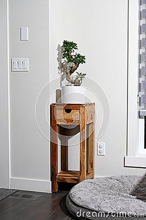 Ginseng ficus bonsai plant on table next to dog bed Stock Photo