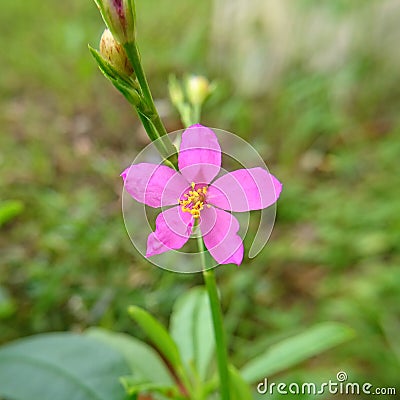 Ginseng flower bloom Stock Photo