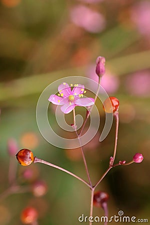 Ginseng flower Stock Photo