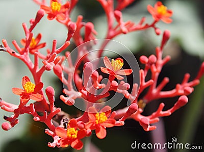 Ginseng Flowers Stock Photo