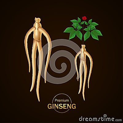 Ginseng for good health elegant vector illustration. Vector Illustration