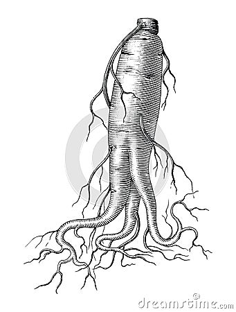 Ginseng hand drawing vintage style black and white clip art isolated on white background Vector Illustration