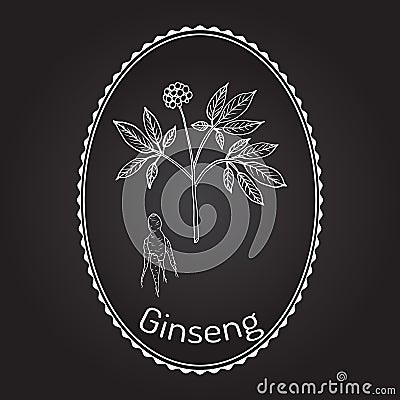 Ginseng - medicinal plant Vector Illustration