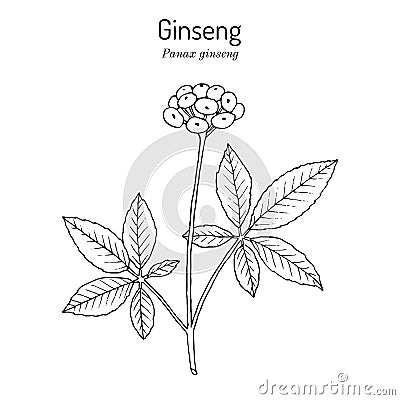 Ginseng Panax ginseng , medicinal plant Vector Illustration