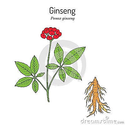 Ginseng Panax ginseng , medicinal plant Cartoon Illustration