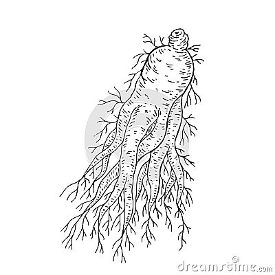 Ginseng Panax. Root. Chinese medicine herb. Hand drawn vector Vector Illustration