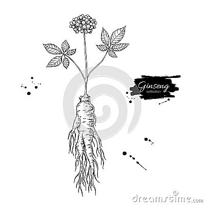 Ginseng root and berry vector drawing. Medical plant sketch. En Vector Illustration