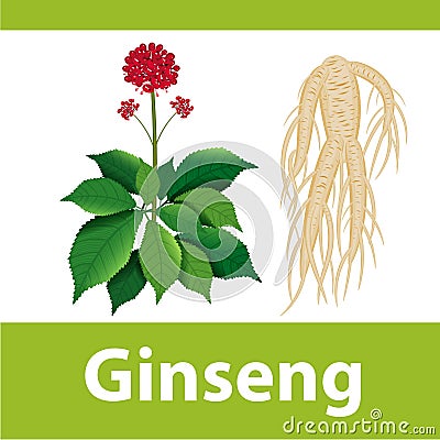 Ginseng root with leaf and flower. Vector illustration. Vector Illustration